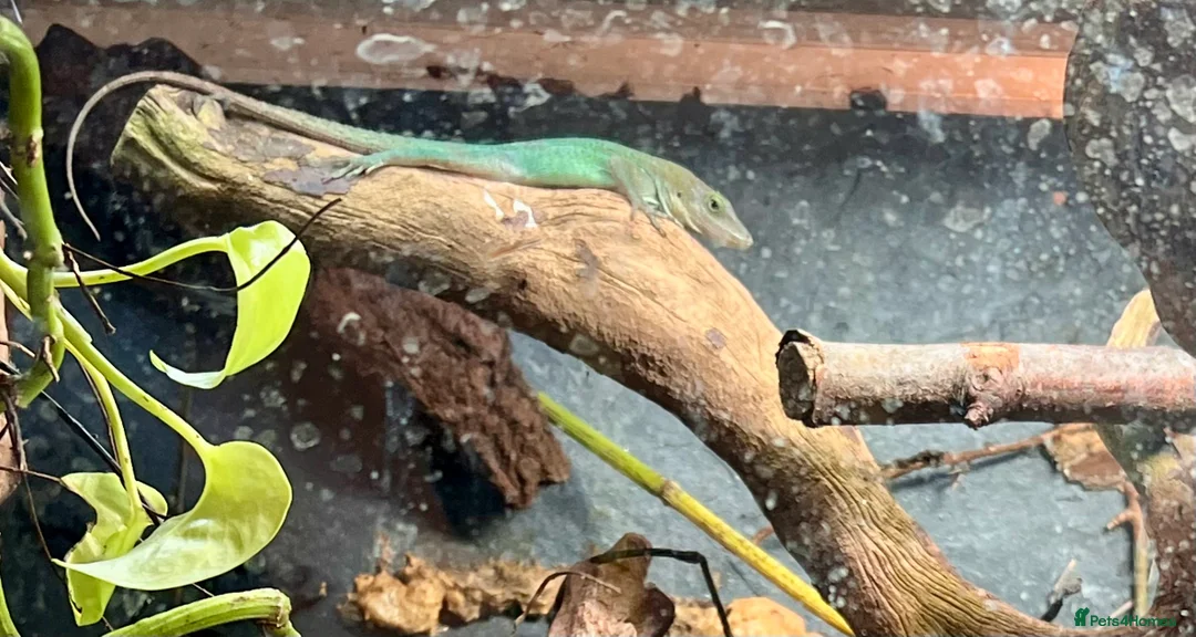 Anole reptiles for sale: Panther Anoles (Anolis Leachii) - Advert 9