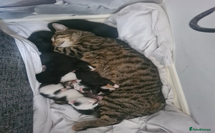 Mixed Breed cats - Advert 14