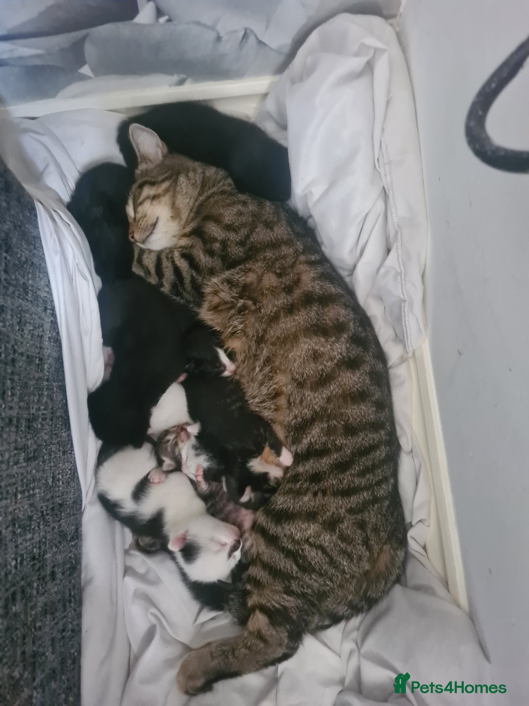 Mixed Breed cats for sale: 4 kittens for sale - Image 1