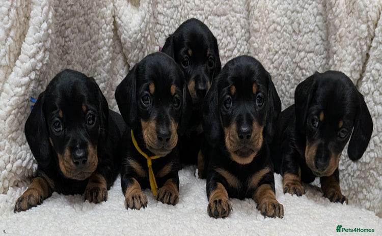 Miniature Dachshund dogs - Advert 7