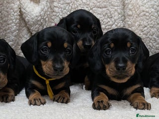 Miniature Dachshund dogs Miniature Smooth Dachshund Puppies - Advert 2