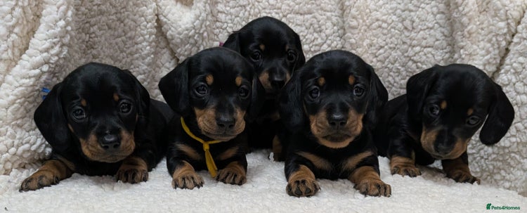 Miniature Dachshund dogs - Advert 7
