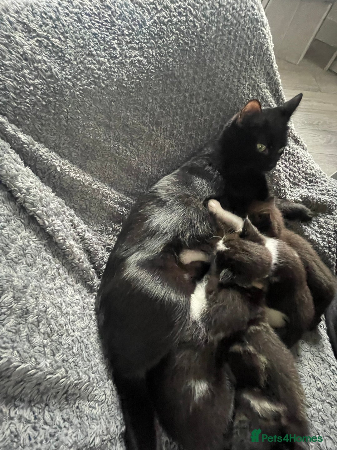 European cats for sale: Lovely kittens  - Image 15