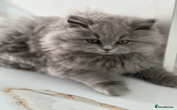 British Longhair cats for sale: GCCF Registered British Longhair Kittens - Image 21