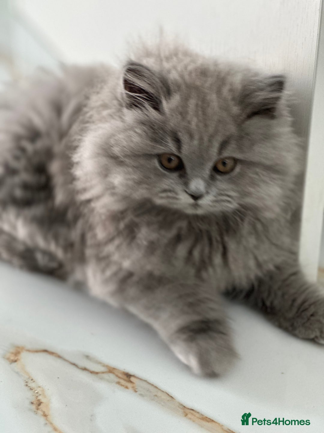 British Longhair cats for sale: GCCF Registered British Longhair Kittens - Image 21