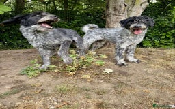 Mixed Breed dogs for adoption: Noodle and Lulu Lemon are in need of a home! - Image 2