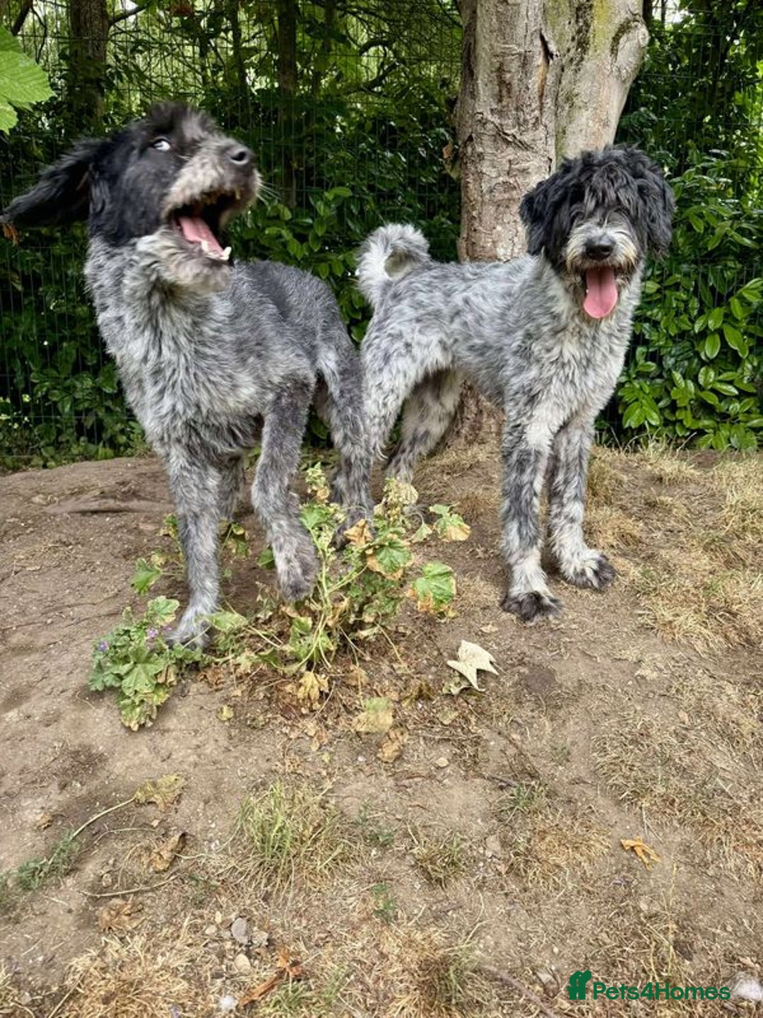 Mixed Breed dogs for adoption: Noodle and Lulu Lemon are in need of a home! - Image 2