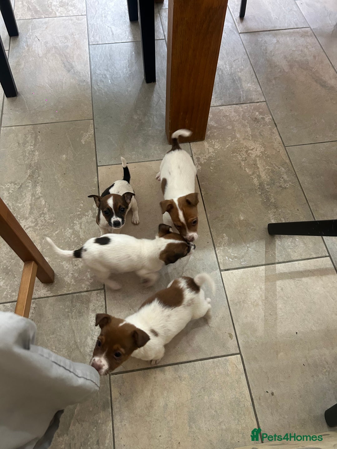 Jack Russell dogs for sale: Adorable jack Russell puppies  - Advert 12