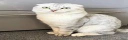 Scottish Fold cats for sale: Scottish Fold kittens  - Advert 15
