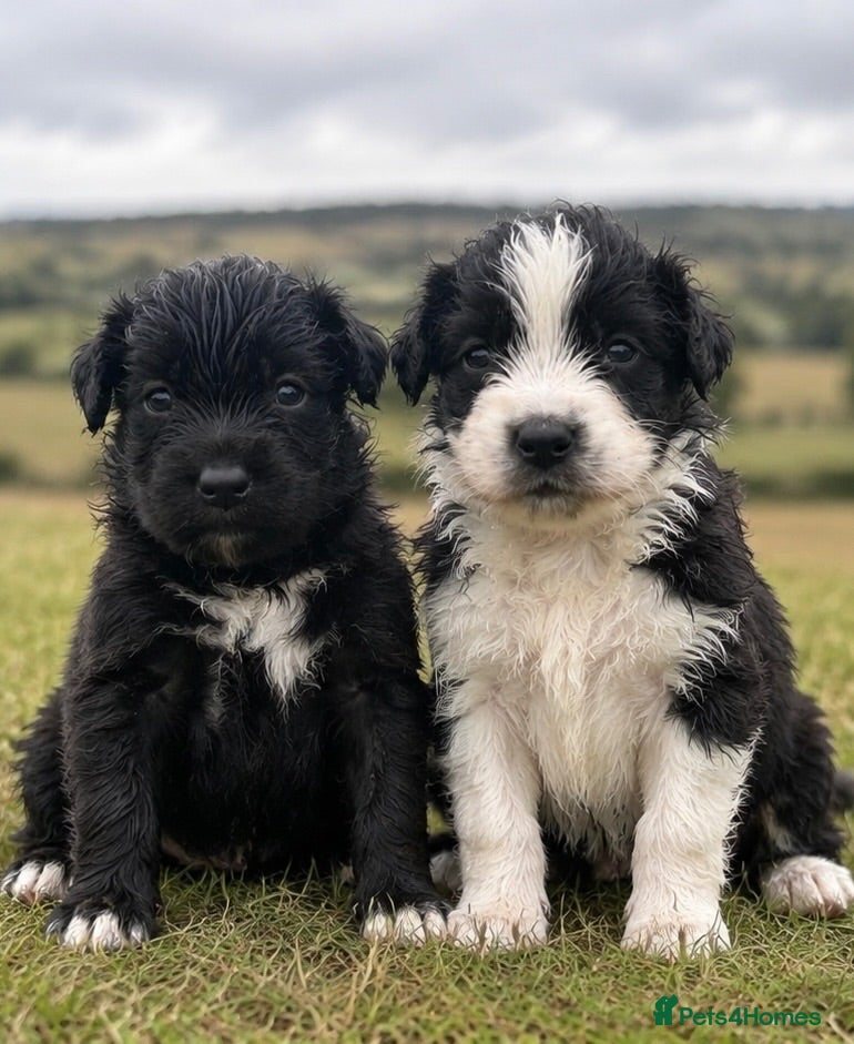 Mixed Breed dogs Aussie x Cocker “Auckers” Puppies - Advert 1