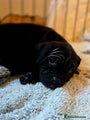 Cane Corso Puppy 7