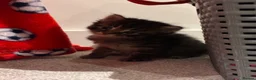 Mixed Breed cats for sale: 6x Part bengal/long haired kittens  - Advert 16
