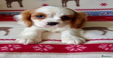 Cavalier King Charles Spaniel dogs ONLY 1 GIRL LEFT! STUNNING CAVALIER PUPPIES! - Advert 8