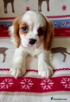 Cavalier King Charles Spaniel dogs ONLY 1 GIRL LEFT! STUNNING CAVALIER PUPPIES! - Advert 7
