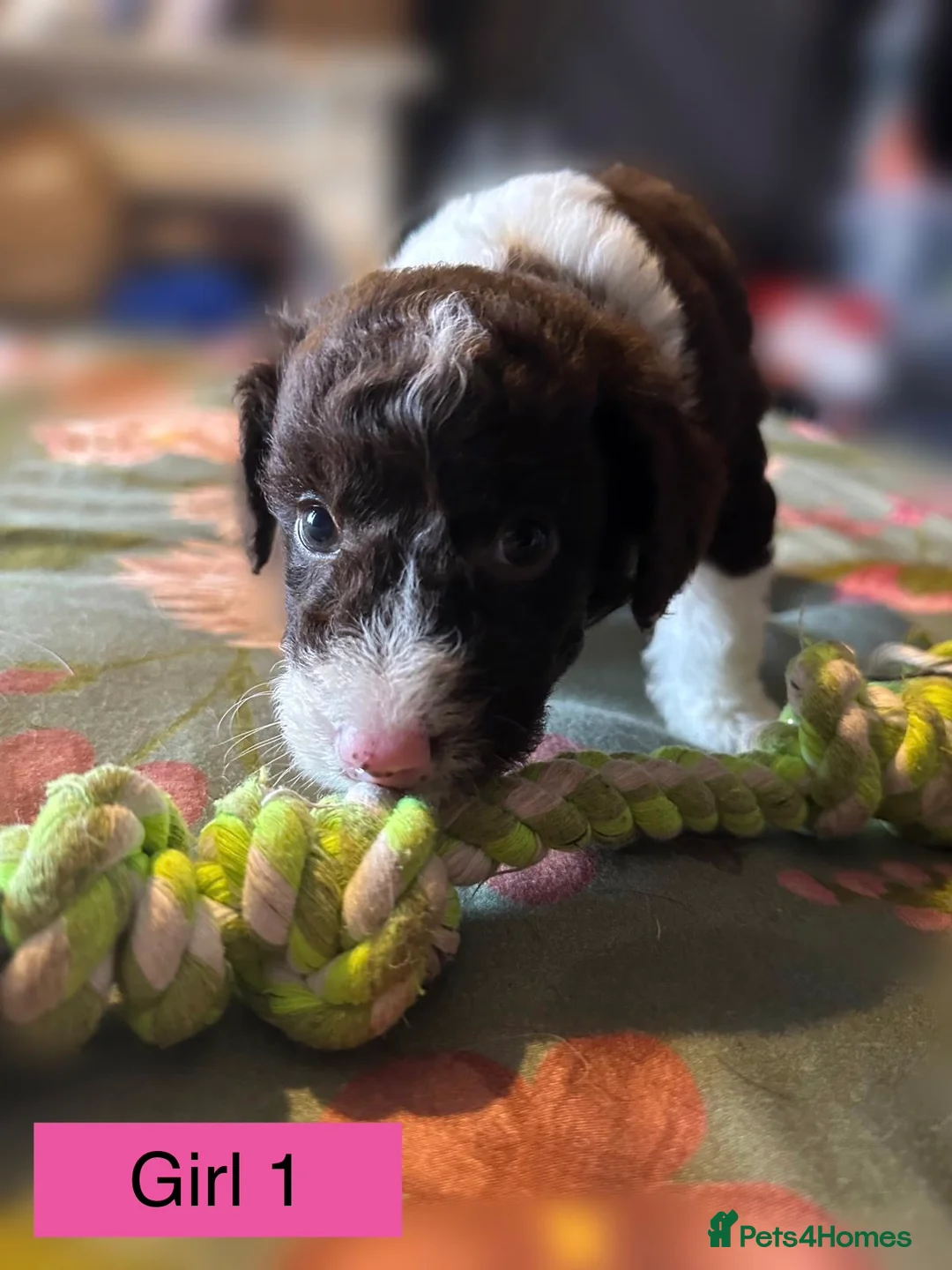 Mixed Breed dogs for sale: Airedale X Cockapoo  - Advert 5