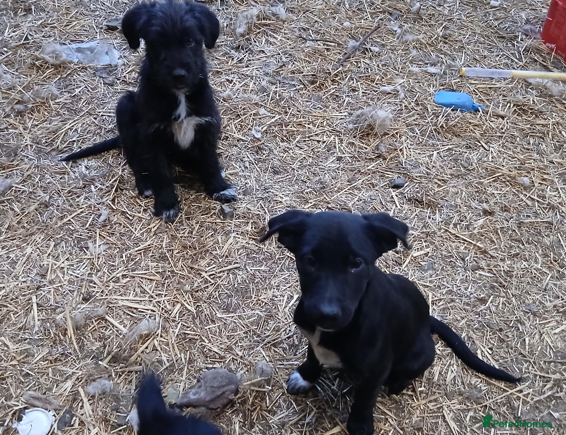 Mixed Breed dogs Huntaway x collie  - Advert 2