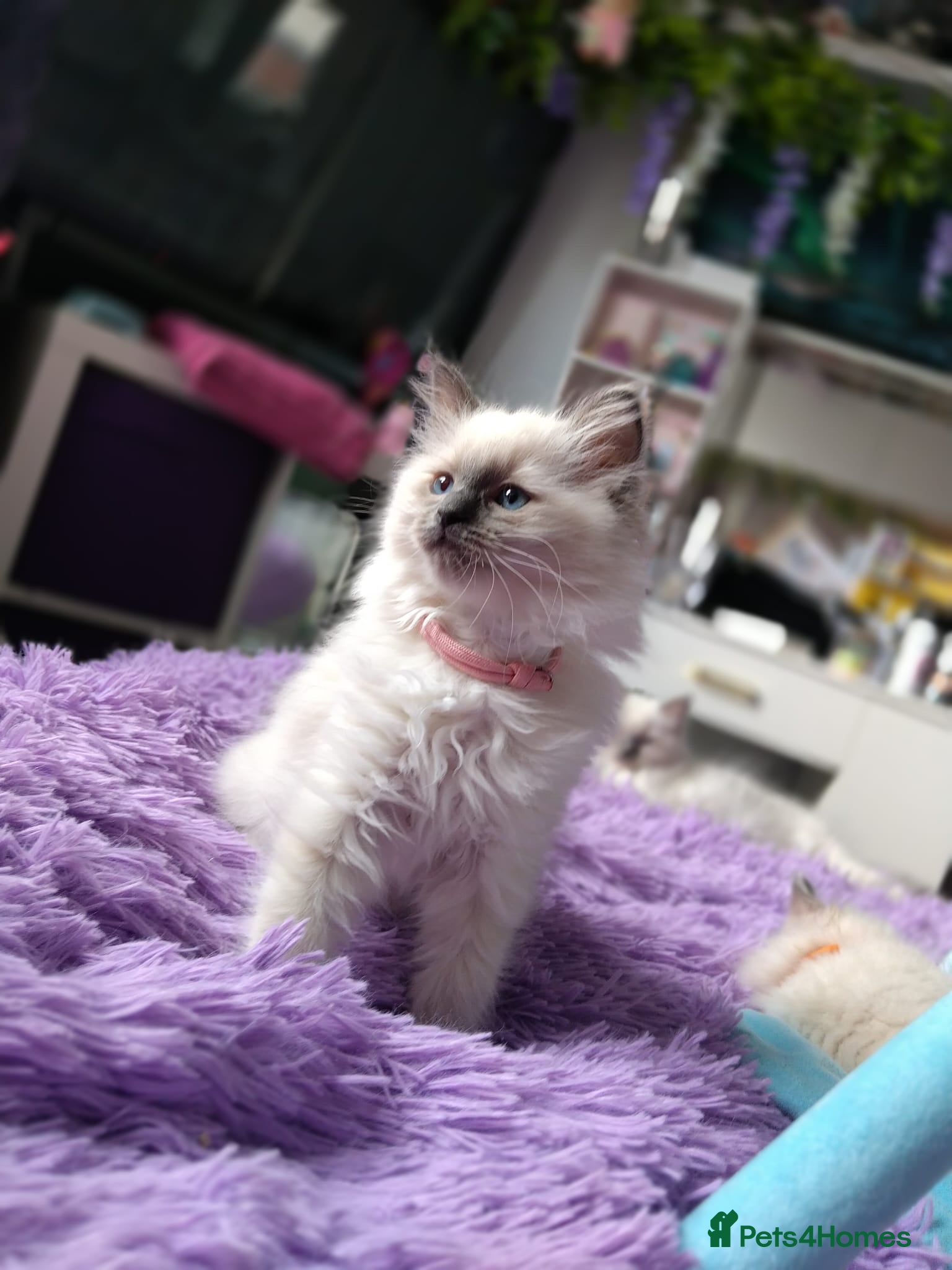 Ragdoll cats Tica registered ragdoll kittens - Advert 1