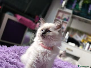 Ragdoll cats Tica registered ragdoll kittens - Advert 8