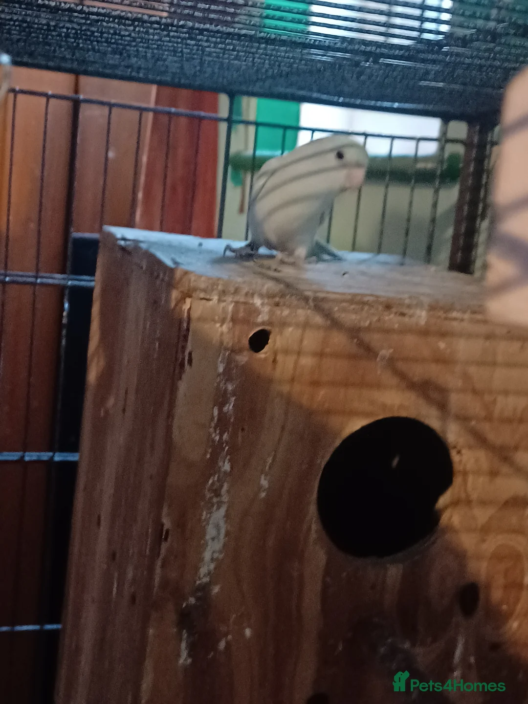 Parakeets birds for sale: Paralets pair to go - Advert 4