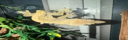 Gecko reptiles for sale: Crested geckos & full set up  - Advert 2