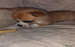 Chihuahua dogs for sale: Adorable Loving hand reared ready now Chihuahuas - Image 37