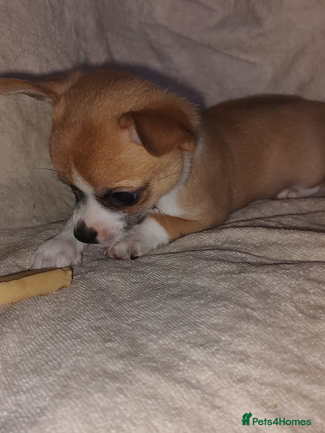 Chihuahua dogs for sale: Adorable Loving hand reared ready now Chihuahuas - Image 37