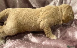 Labradoodle dogs for sale: Labradoodles for Sale! - Image 7