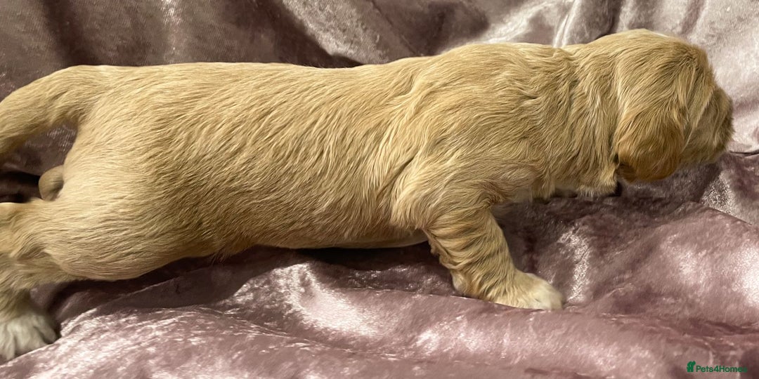 Labradoodle dogs for sale: Labradoodles for Sale! - Image 7