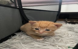 Mixed Breed cats for sale: Kittens for sale  - Image 10