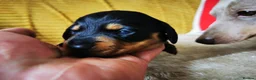 Miniature Dachshund dogs for sale: KC Stunning litter of girls 💗 - Advert 20