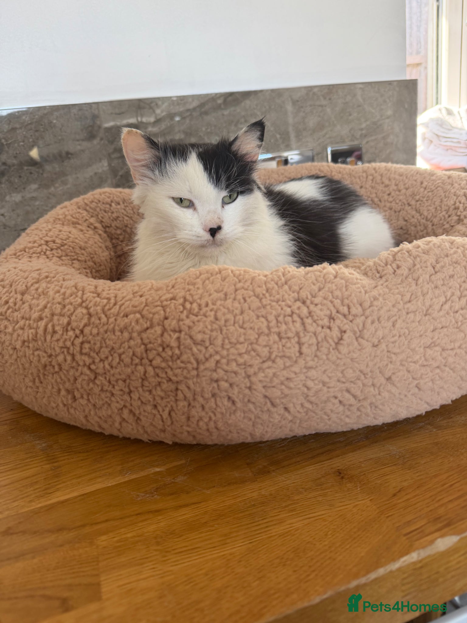 British Longhair cats Mimis beautiful litter  - Advert 1