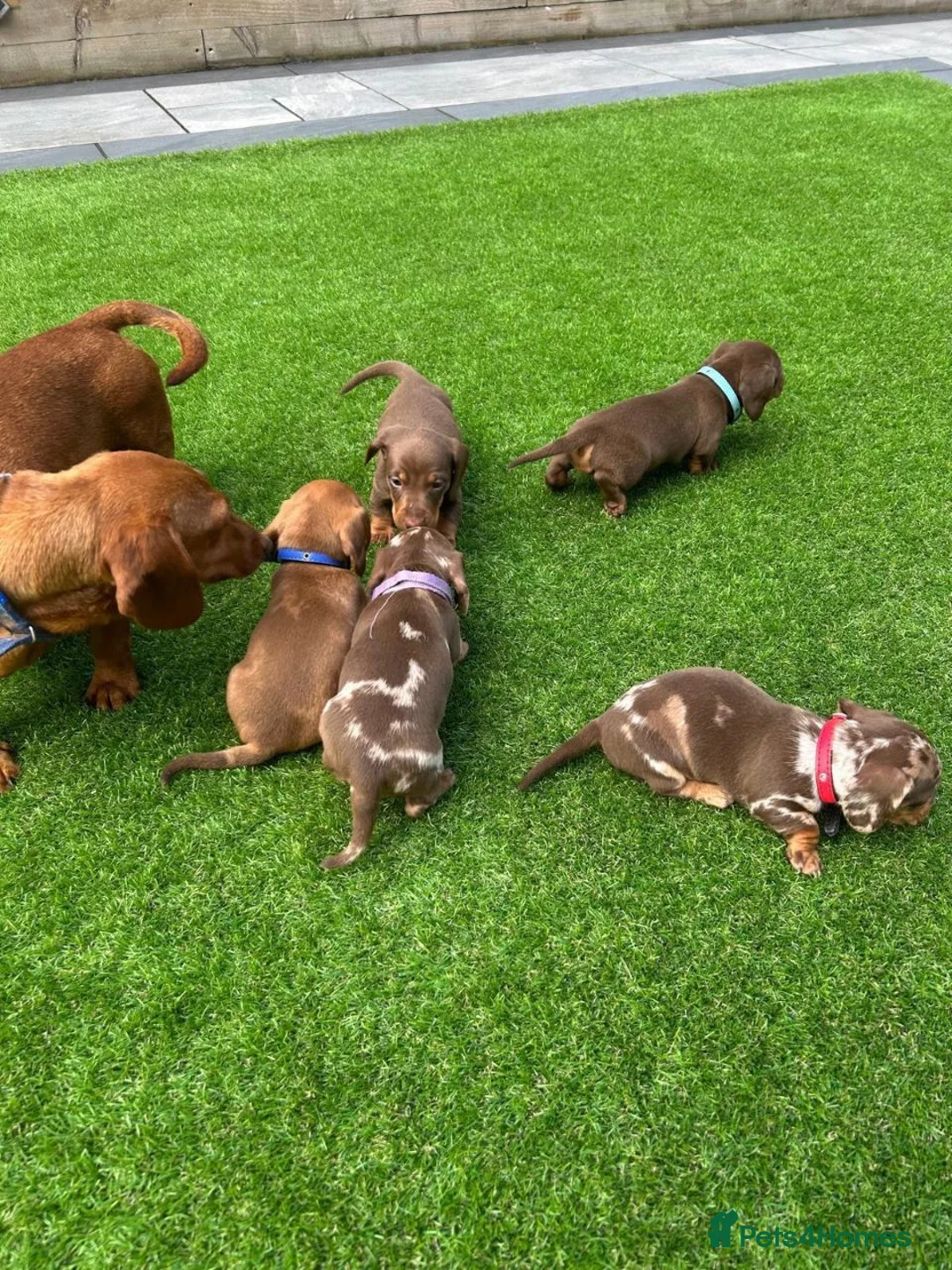 Miniature Dachshund dogs for sale: MINIATURE DACHSHUND PUPPIES FOR SALE in Huddersfield - Advert 2