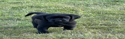 Labrador Retriever dogs for sale: Black Labrador puppies. in York - Advert 12