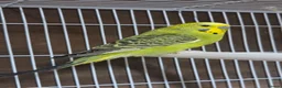 Budgerigars birds for sale: 2x Male budgies, Cage + starter pack available  - Advert 3