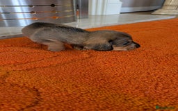 Mixed Breed dogs for sale: 3/4Dachshund X 1/4Jack  - Image 27
