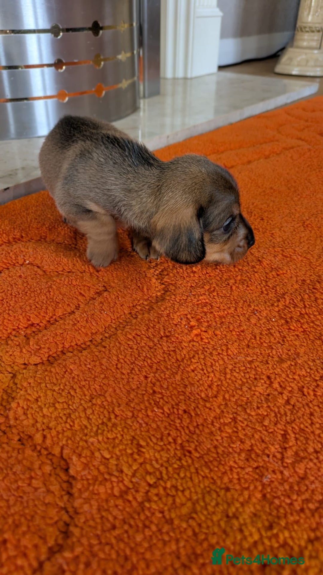 Mixed Breed dogs for sale: 3/4Dachshund X 1/4Jack  - Image 27
