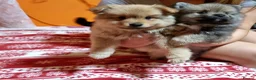 Pomeranian dogs for sale: Beautiful Purebred Pomeranian Puppies  - Advert 3