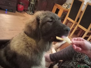 Caucasian Shepherd Dog dogs Loverly Caucasian shepherd boy 5 months - Advert 6