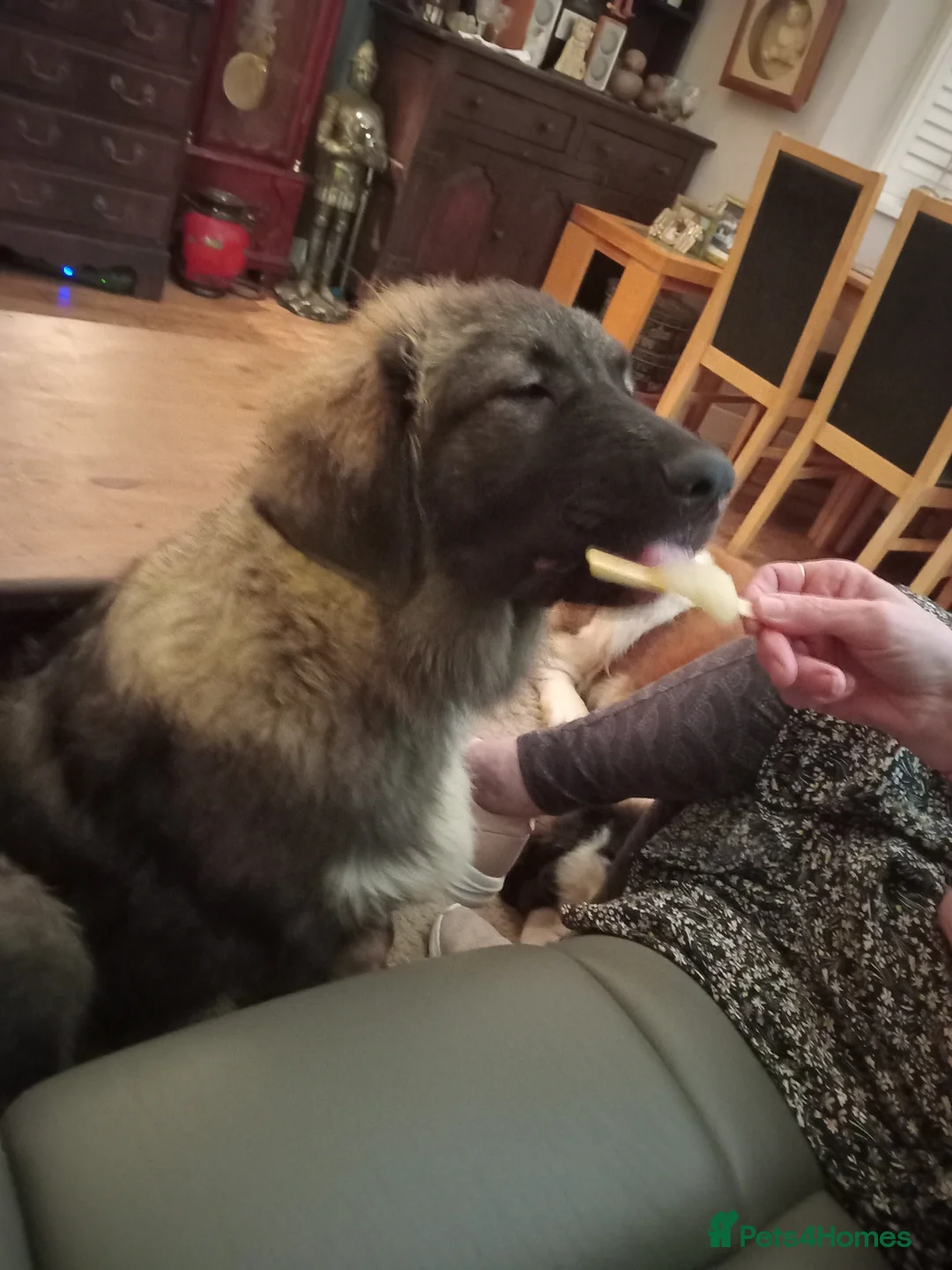 Caucasian Shepherd Dog dogs for sale: Loverly  Caucasian shepherd boy 5 months  - Advert 1