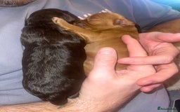 Cockapoo dogs for sale: 3 Cockapoo puppies for sale  - Advert 4