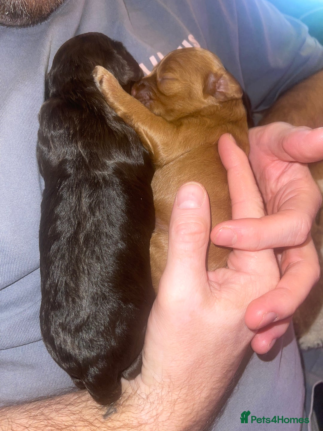 Cockapoo dogs for sale: 3 Cockapoo puppies for sale  - Advert 4