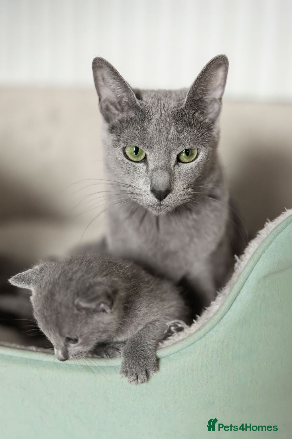 Russian Blue cats Pure Russian Blue Kittens Available to Reserve  - Advert 6