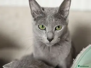 Russian Blue cats Pure Russian Blue Kittens Available to Reserve - Advert 6
