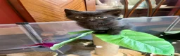 Russian Blue cats for sale: Beautiful Russian blue British shorthair cross  - Advert 14