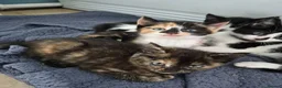 Mixed Breed cats for sale: 2 black and white male kittens very friendly  in Barnstaple - Advert 3