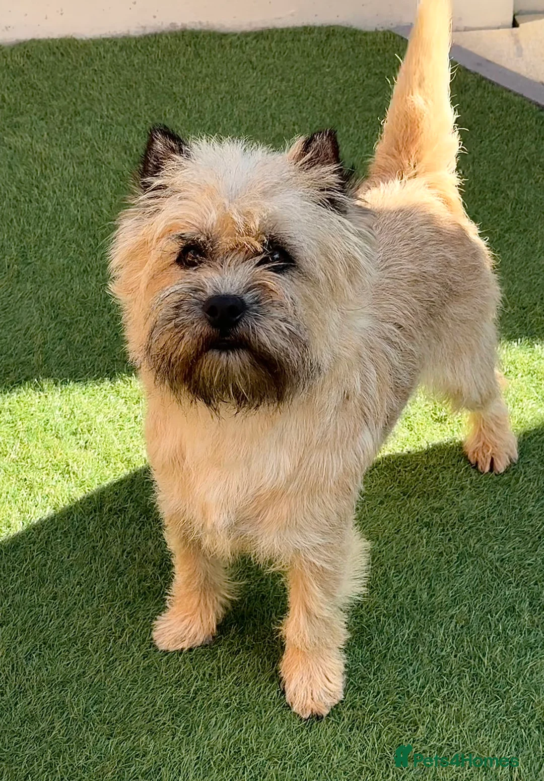 Cairn Terrier dogs for stud: Quality KC reg, health tested stud  - Advert 2