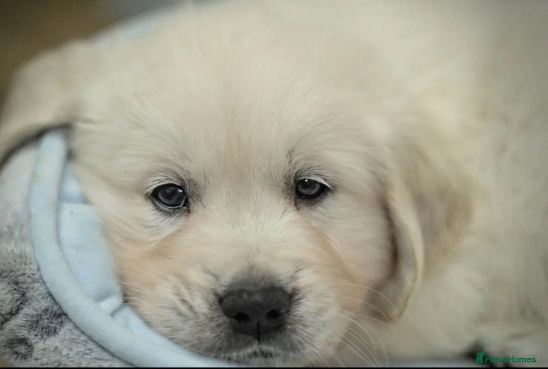 Golden Retriever dogs for stud:   ICT CLEAR Proven Golden Retriever for stud in Manchester - Advert 36