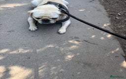 Pug dogs for sale: White pug  - Image 3