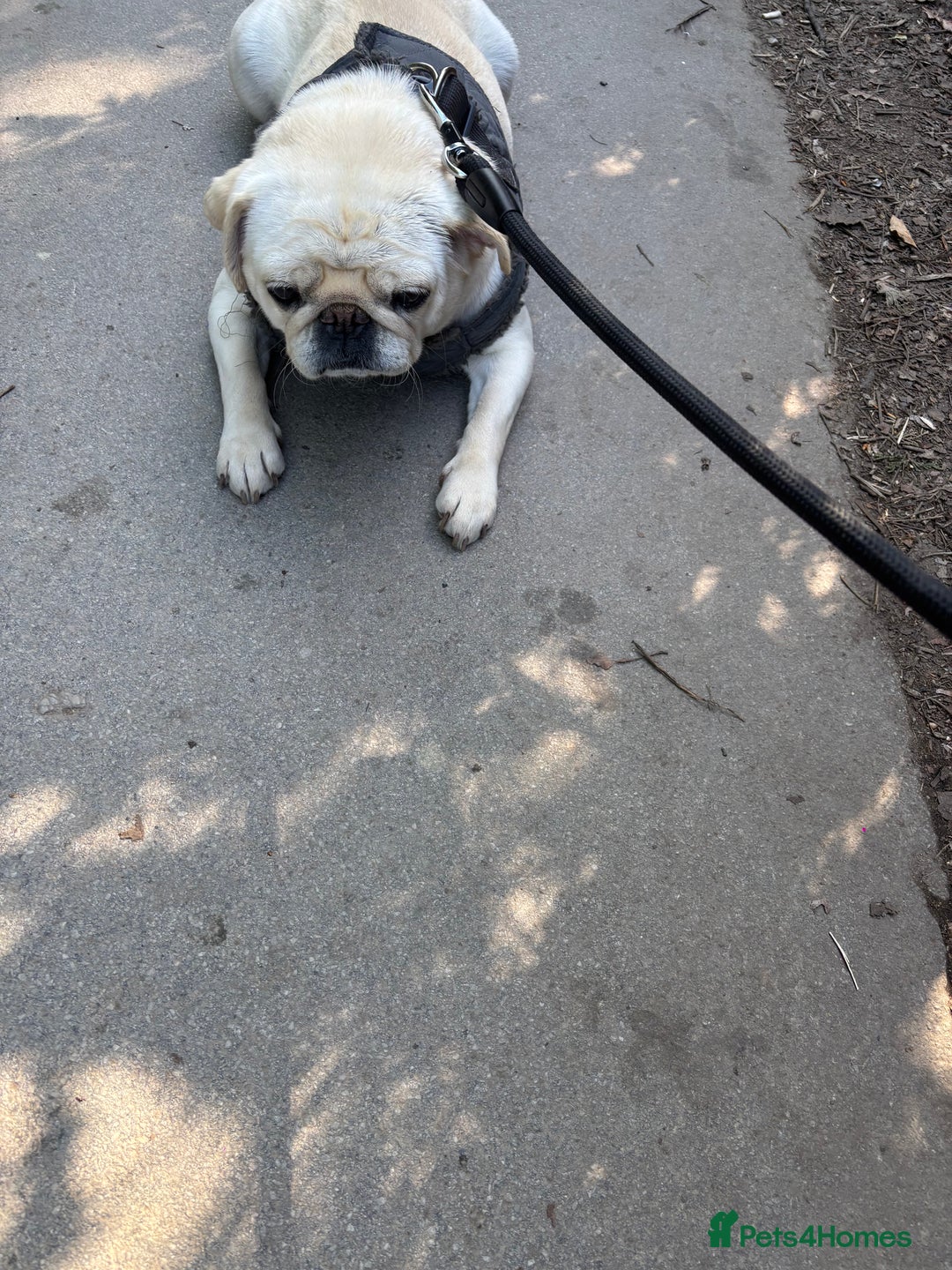 Pug dogs for sale: White pug  - Image 3
