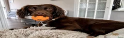 Cocker Spaniel dogs for sale: Cocker Spaniel 2 years old rehoming - Advert 2